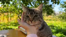 cat