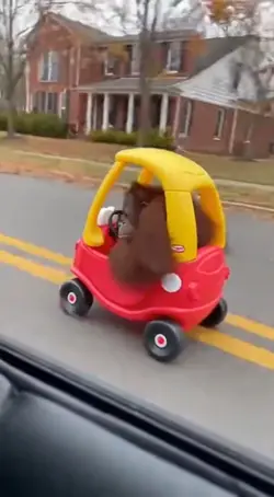 monkey driving