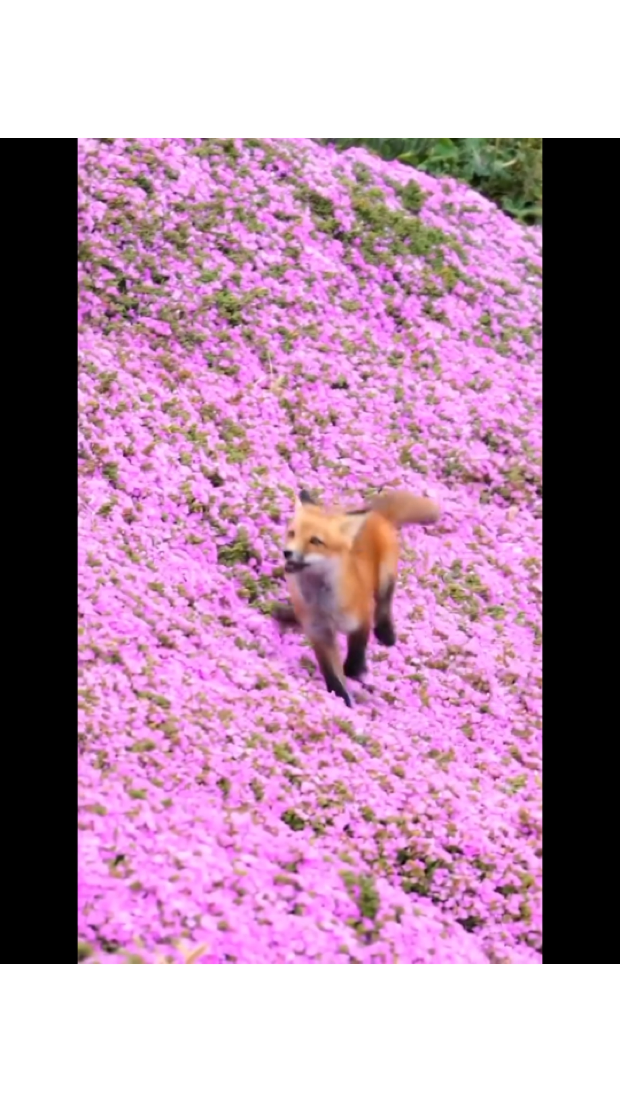 비디오 