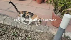 POV android maksa ci
