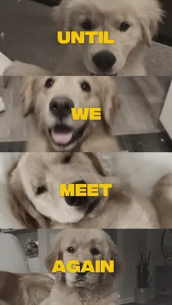 until we meet again
