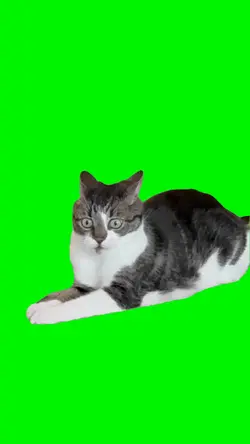 Catnip Cat