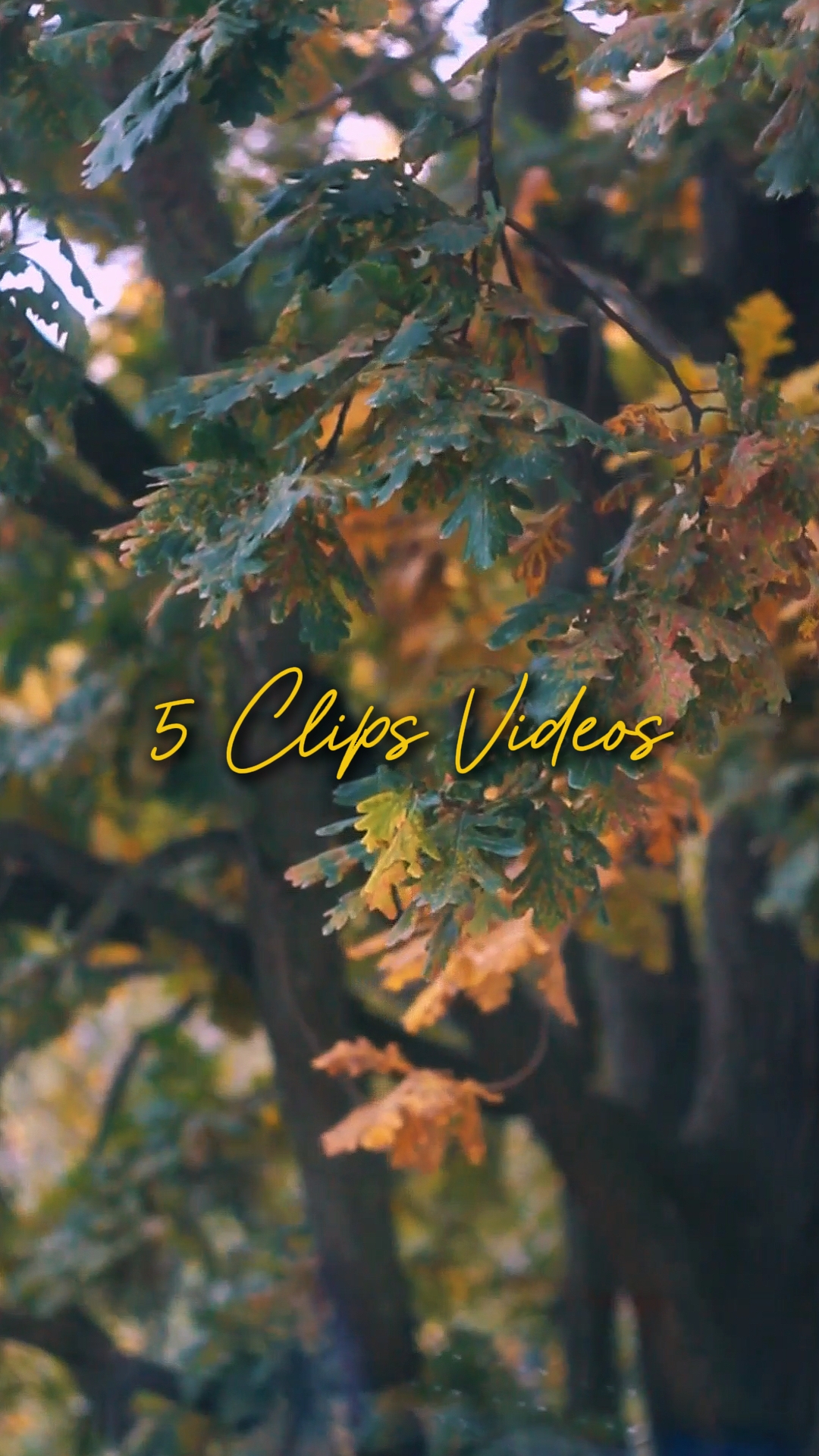 Cinematic 5 Videos