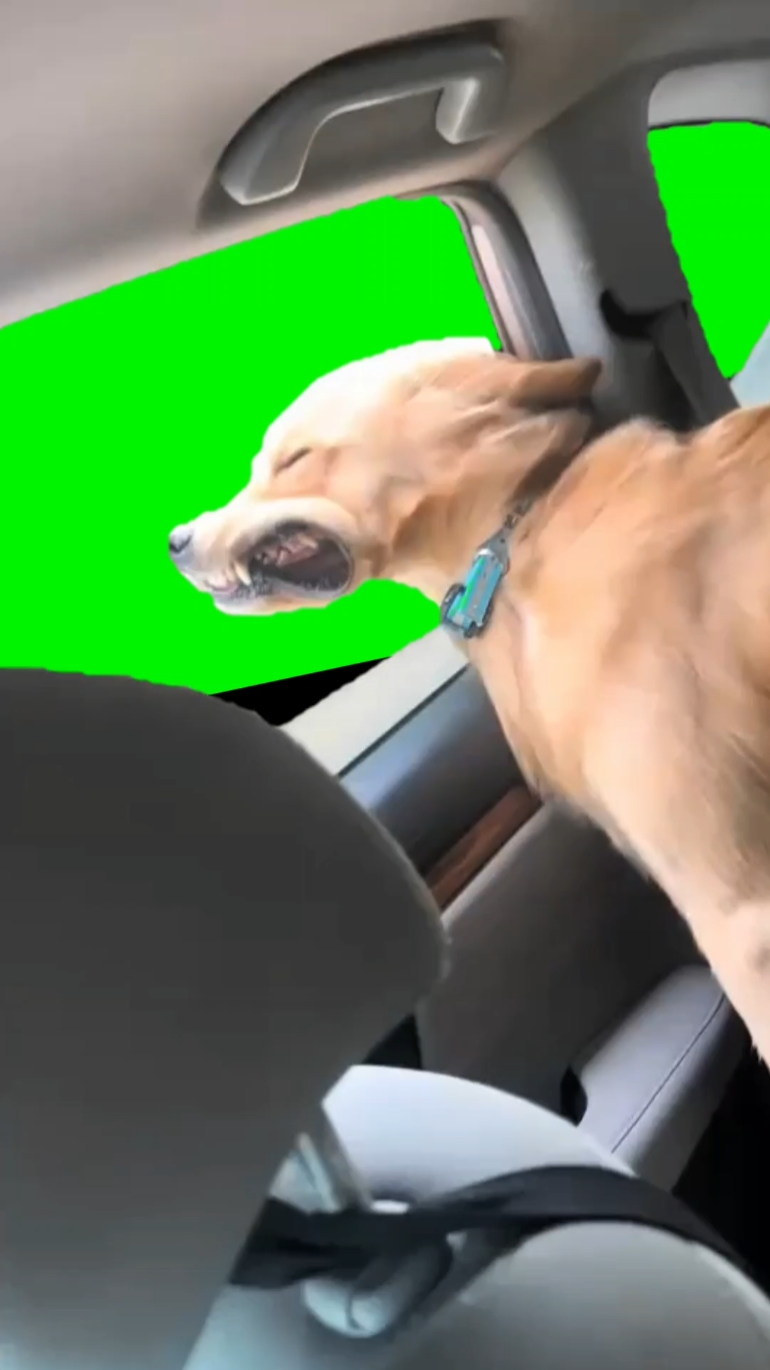 Lustiger Hund