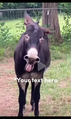 Funny Donkey