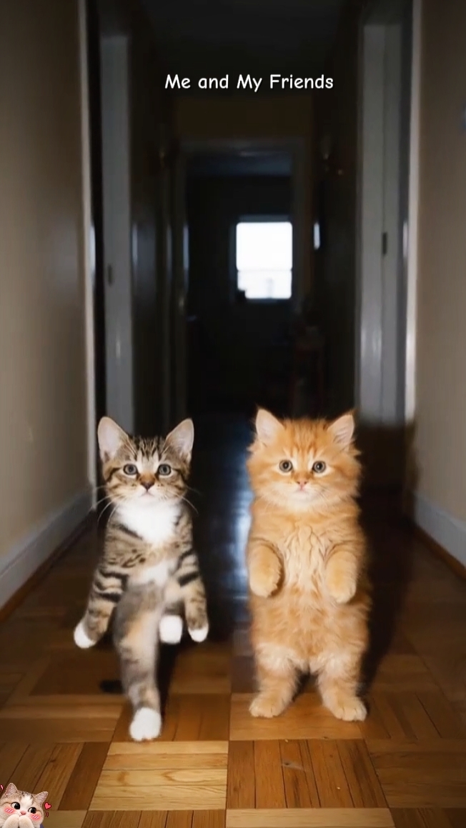 Katze Trend 