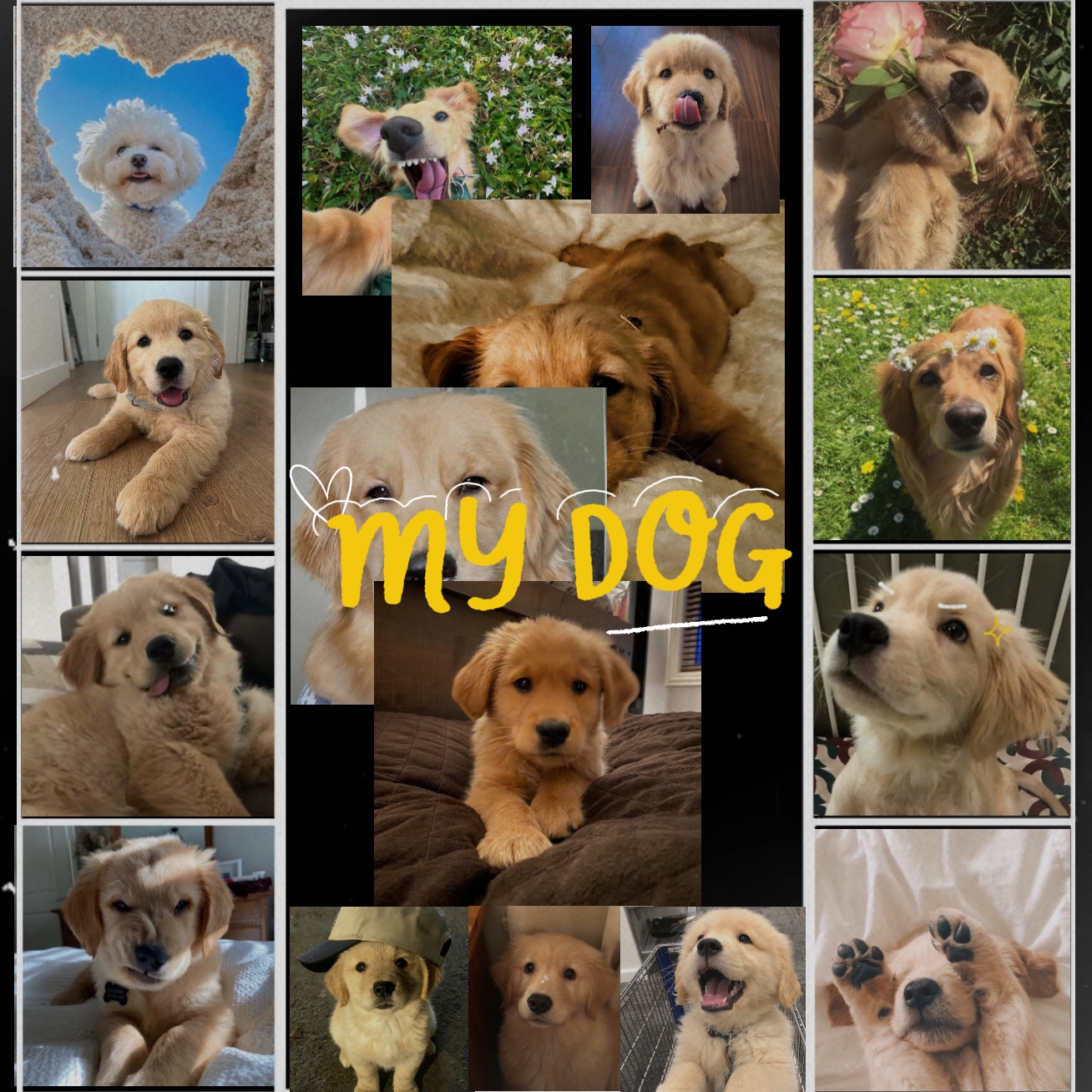Mein Hund