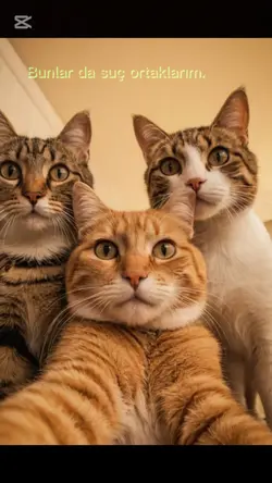 kedi çetesi
