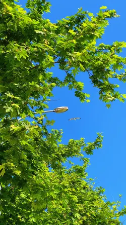 قلبي المتيم كلما4k