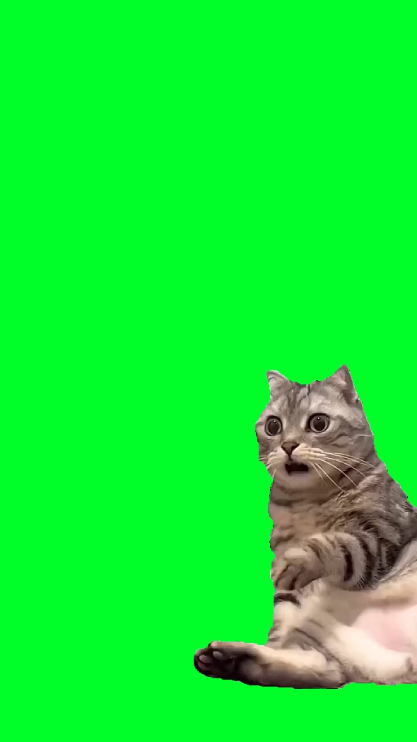 Cat Shocked Face