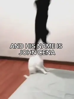 John Cena aah cats