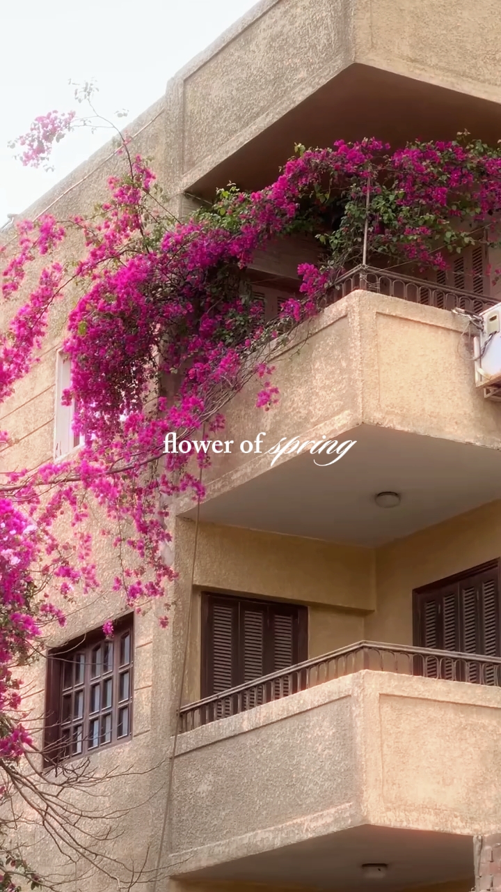 Primavera de flores