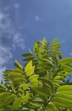 ياليل يليلي