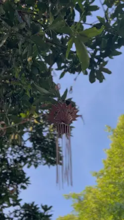 Opo wes lali sliramu