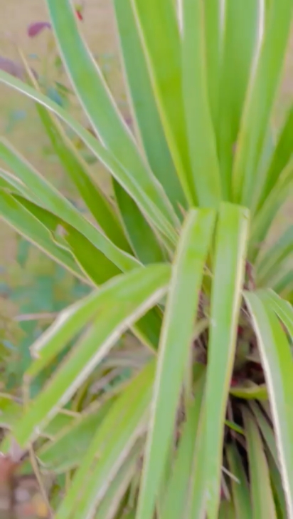 slow or blur motion 
