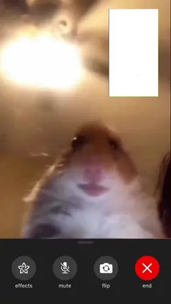 Hamster video call