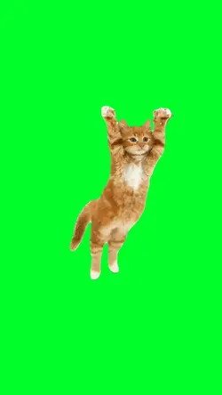 Do the flop cat