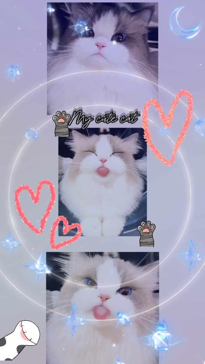 Mon chat mignon