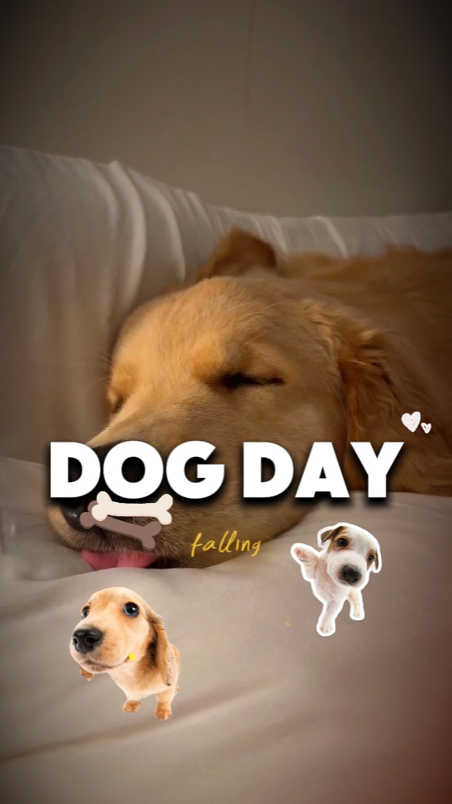 national dogday