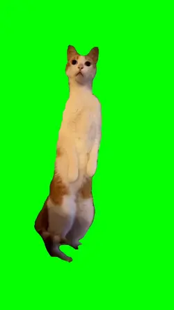 Cat standing funny
