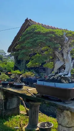 Cinematic Bonsai