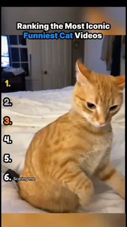 funniest cat