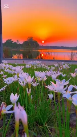 ចំប៉ីរីកព្រោះសន្សើម