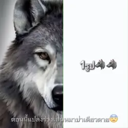อะวู้ววววว🐺🐺