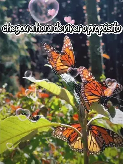 Bom dia!