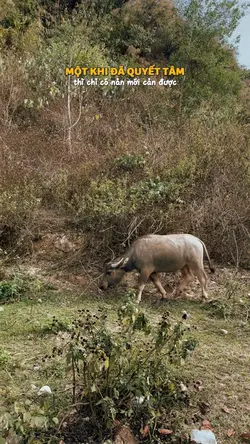 1 khi đã quyết tâm..