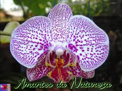 Amantes da Natureza