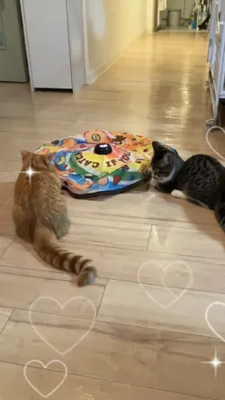 マンチカン兄弟