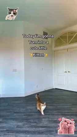 litle kitten