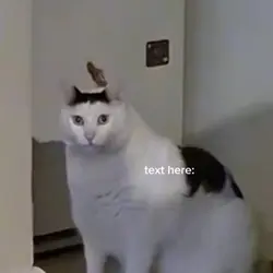 huh cute cat