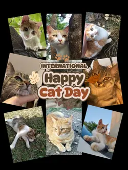 Cat Day 2025
