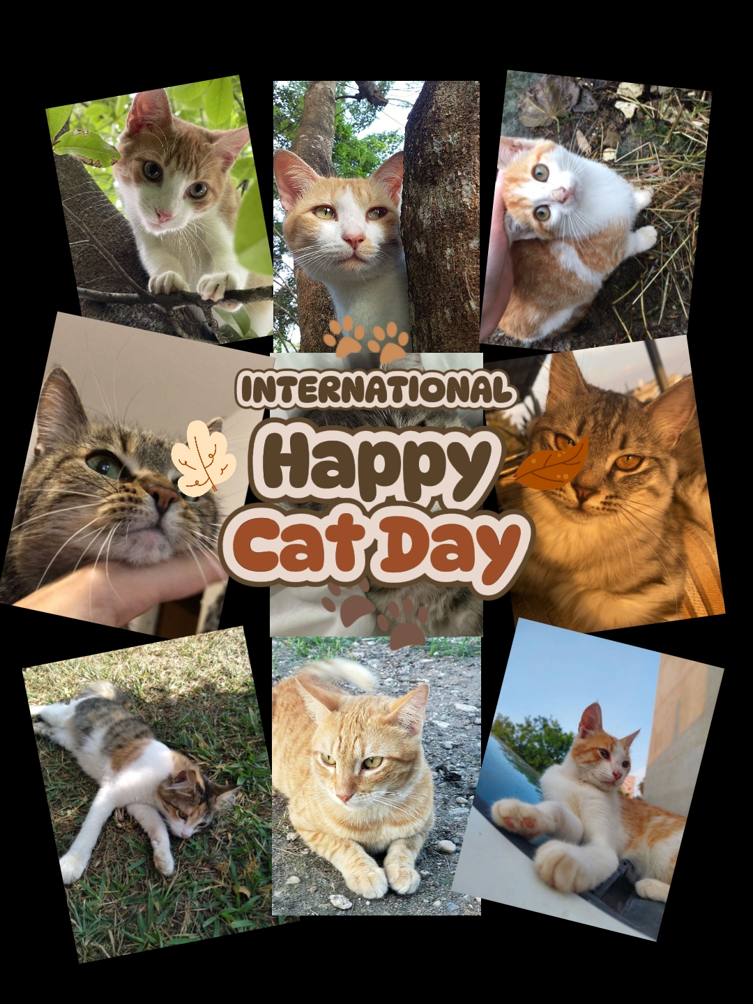 Dia do Gato 2025