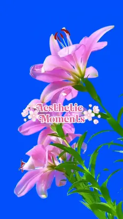Aesthetic Moments 