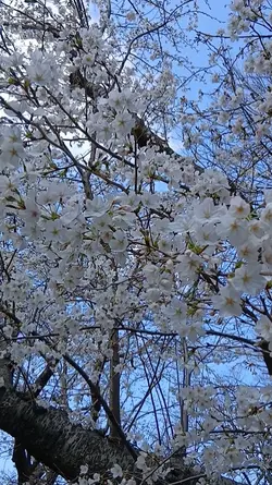 タマゴン