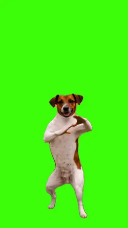 Dog/Cachorro.