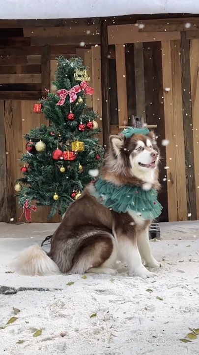 Mascota navideña