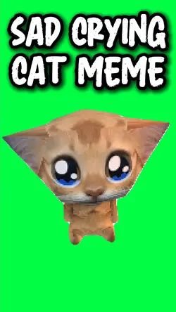 SAD CRYING CAT MEME
