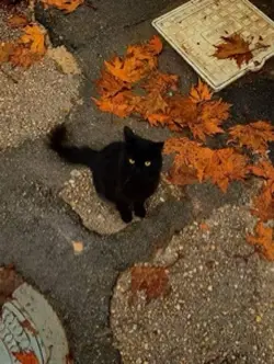 AUTUMN/FALL IS NEAR!