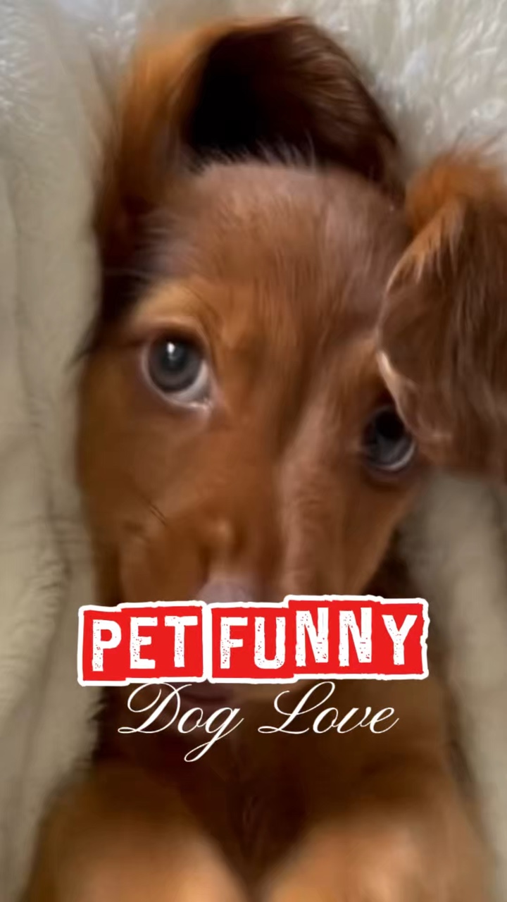 Funny dog 