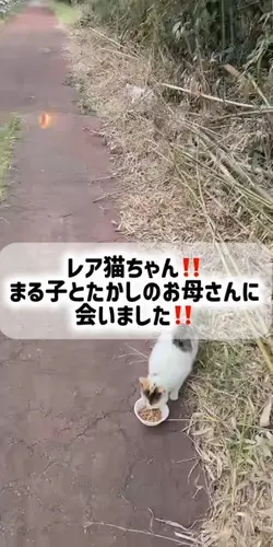 猫配信
