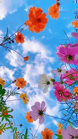 7 picture flowers