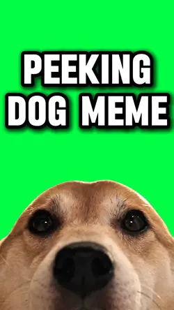 PEEKING DOG MEME