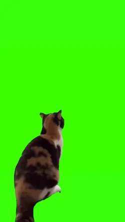 kucing jatuh