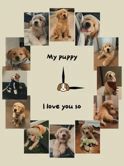 My Puppy 🐶
