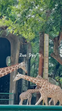 zoo day
