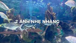 Một đời-nhạc dạo